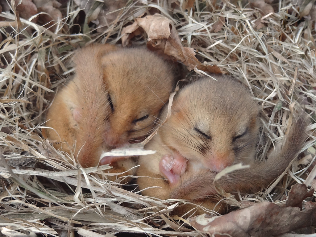 Thumbnail for the home tutoring course about KS3 GEOGRAPHY CHRISTMAS SPECIAL: Hibernation for Key Stage 3 students.