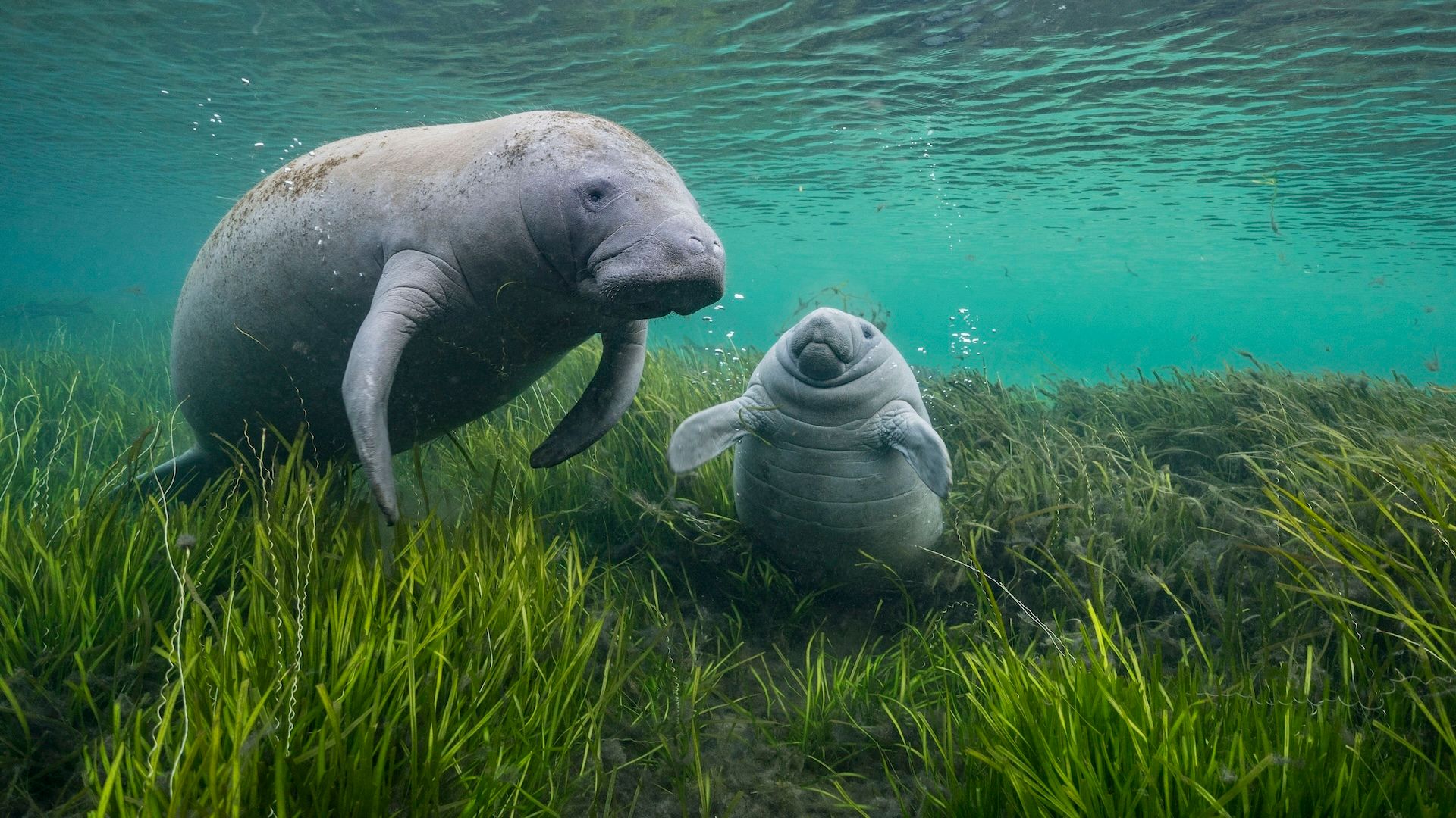 Thumbnail for the home tutoring course about Geography: Marine Mammals for Key Stage 3 students.